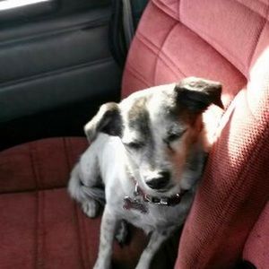 Meet your Posher, Angelo